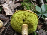 Pseudoboletus parasiticus image