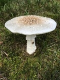 Amanita canescens image