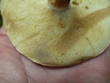 Xanthoconium affine image