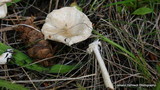 Limacella illinita var. illinita image