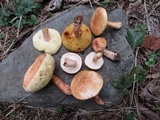 Gyroporus castaneus image