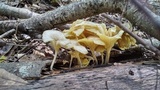 Chrysomphalina strombodes image