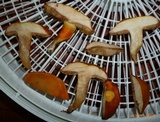 Tylopilus balloui image