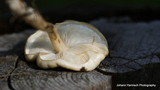 Limacella illinita image