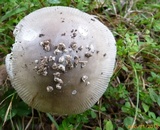Amanita spreta image