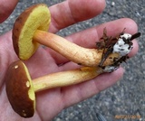 Leccinum rubropunctum image