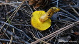 Phylloporus arenicola image