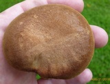 Phylloporus rhodoxanthus image