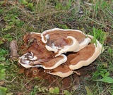 Ganoderma sessile image