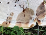 Ganoderma sessile image