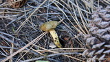 Phylloporus arenicola image