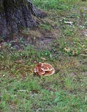 Ganoderma sessile image