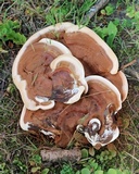 Ganoderma sessile image