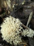 Ramariopsis kunzei image