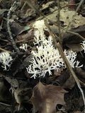 Ramariopsis kunzei image