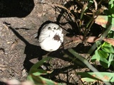 Arachnion album image