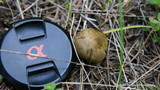 Phylloporus arenicola image