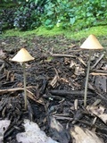 Conocybe apala image