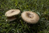 Lentinus crinitus image