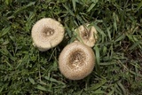 Lentinus crinitus image