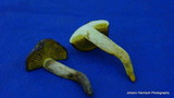 Phylloporus arenicola image