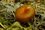 Hygrocybe laeta var. laeta image