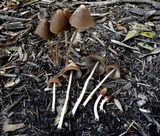 Parasola conopilea image