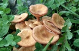 Desarmillaria tabescens image