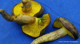 Phylloporus arenicola image