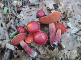 Butyriboletus frostii image