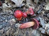 Butyriboletus frostii image