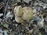 Tylopilus ferrugineus image