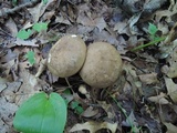 Tylopilus ferrugineus image