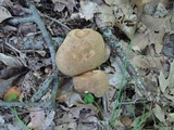 Tylopilus ferrugineus image