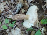 Tylopilus ferrugineus image