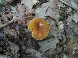 Gyroporus castaneus image