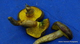 Phylloporus arenicola image