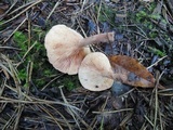 Lactarius camphoratus image