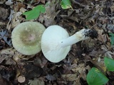 Russula variata image
