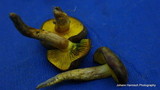 Phylloporus arenicola image