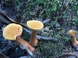 Chalciporus pseudorubinellus image