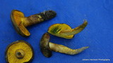 Phylloporus arenicola image