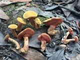 Chalciporus pseudorubinellus image