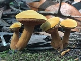 Chalciporus pseudorubinellus image