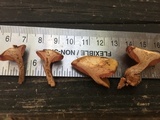 Chalciporus pseudorubinellus image
