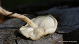 Limacella illinita image