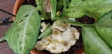 Leucocoprinus tricolor image