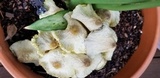Leucocoprinus tricolor image