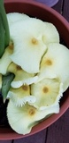 Leucocoprinus tricolor image