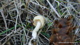 Limacella illinita image